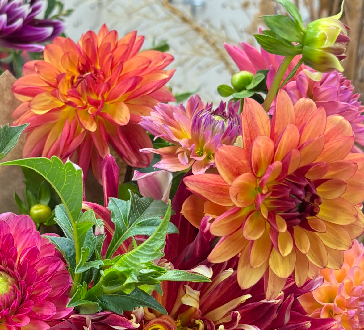 Crazy Legs - Dahlia (5 pack) — Peachy Keene Flower Farm